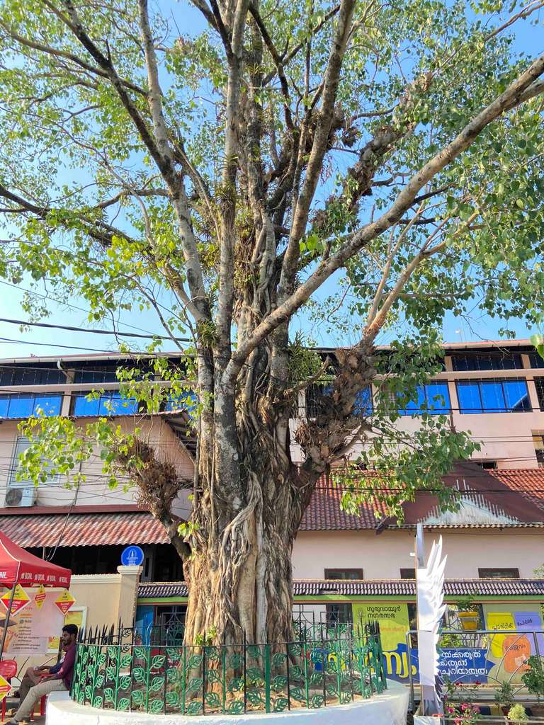 Guruvayur Live